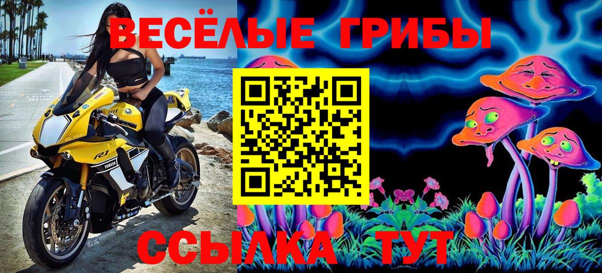 Псилоцибиновые грибы Psilocybe Ленинск-Кузнецкий